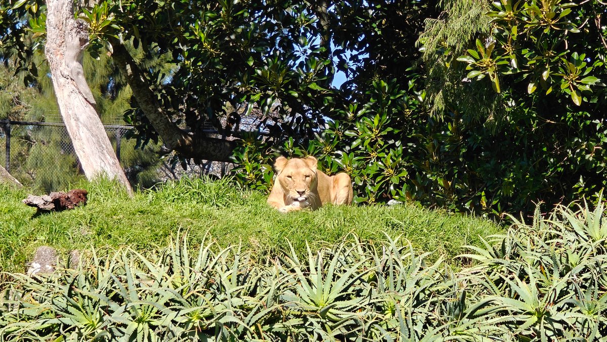 Lion sunning itself in grass