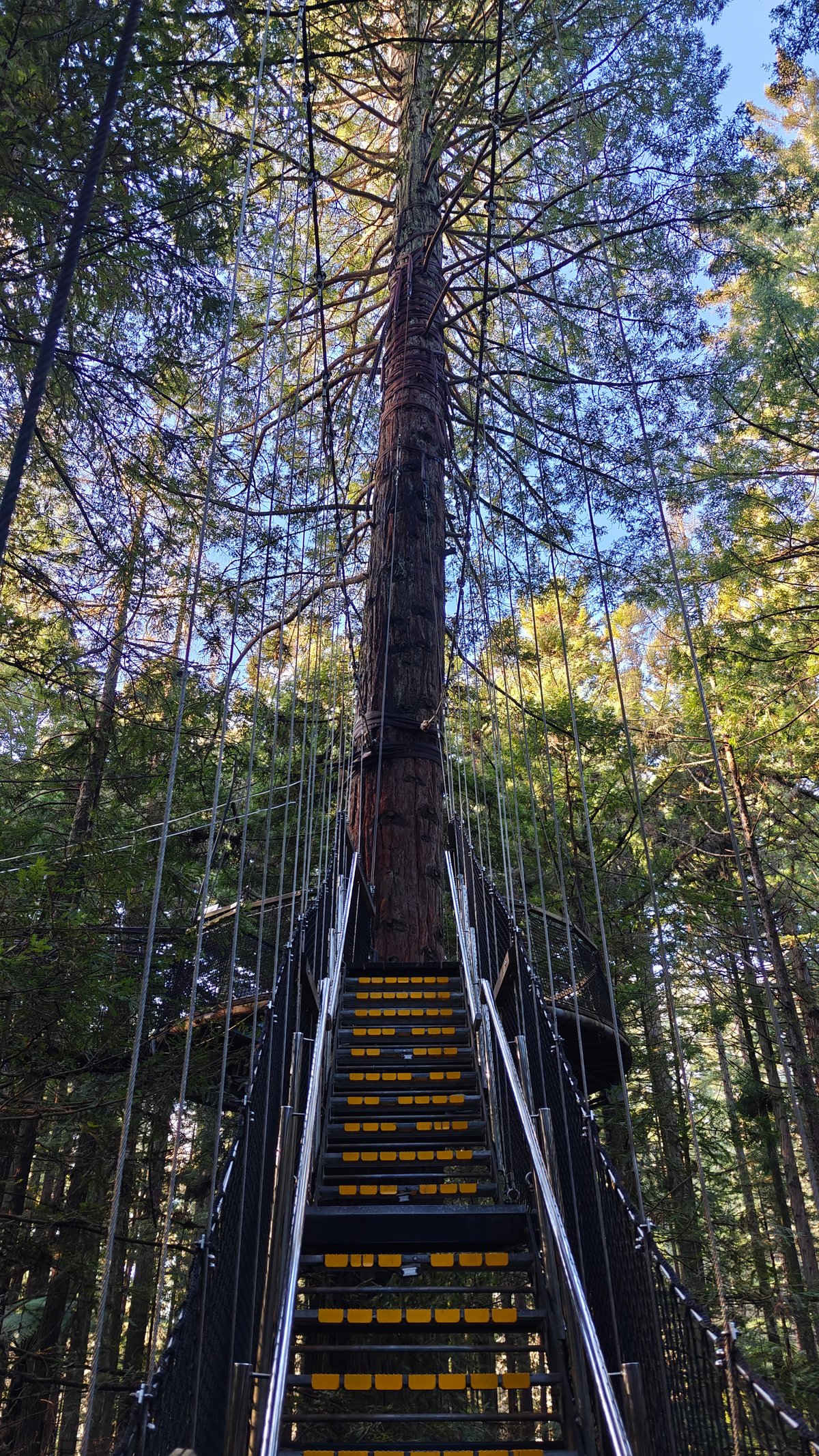 Long canopy suspension bridge