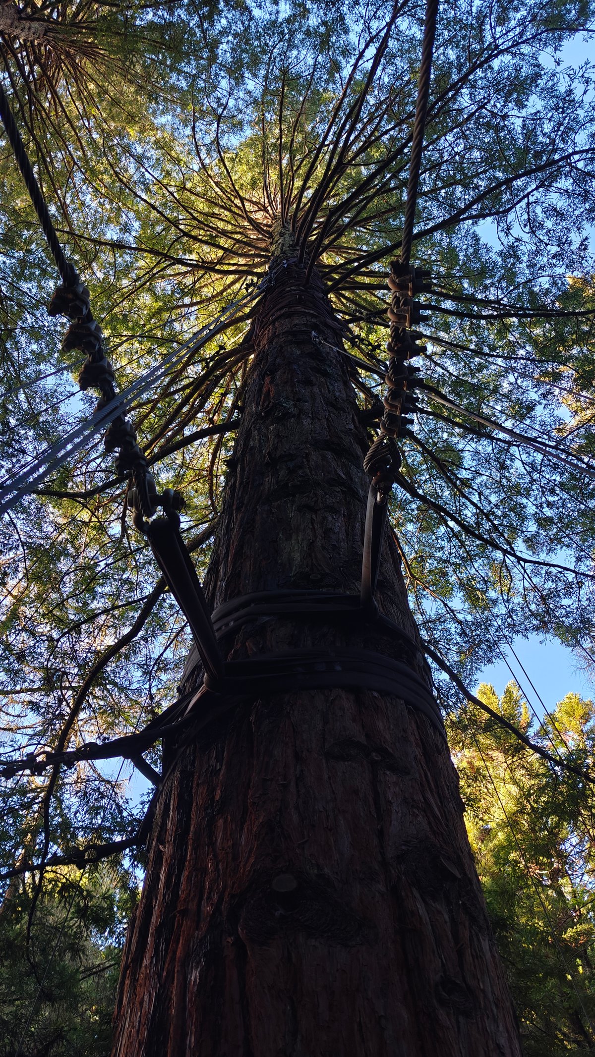 Looking up the redwood crown