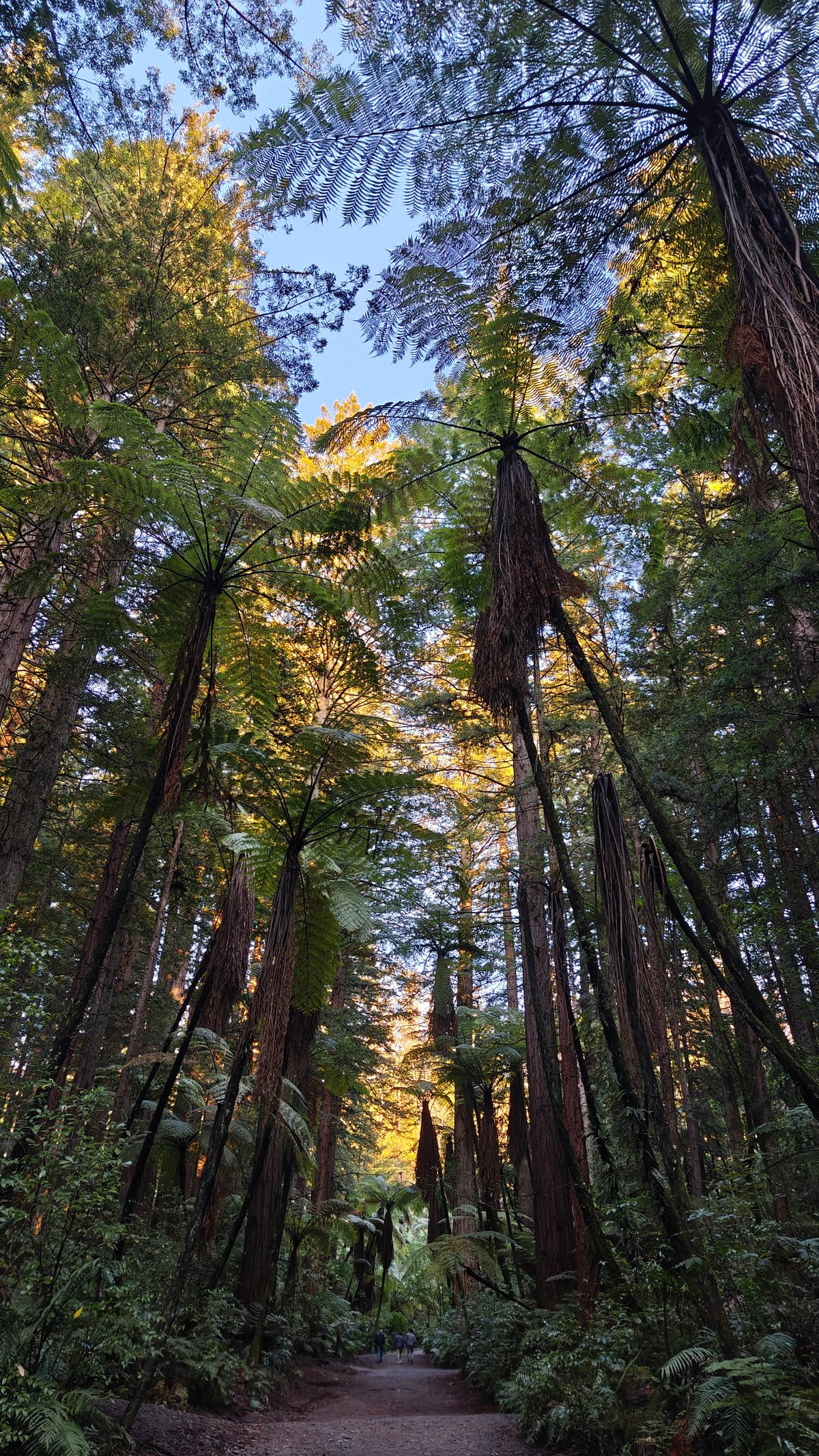 Looking up through tree ferns