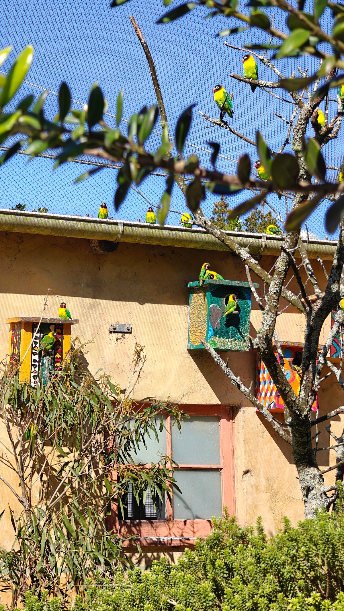 Lovebirds in the tree and along the painted