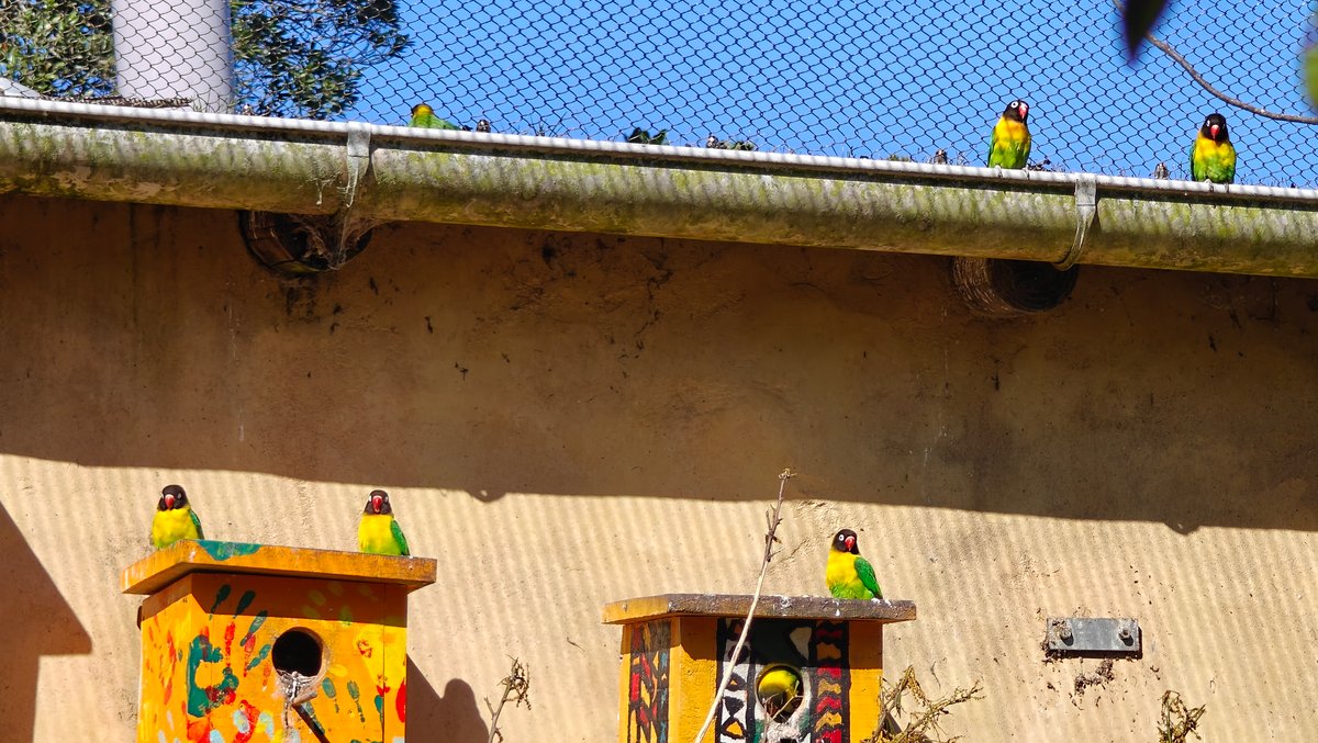 Lovebirds perched along painted aviary