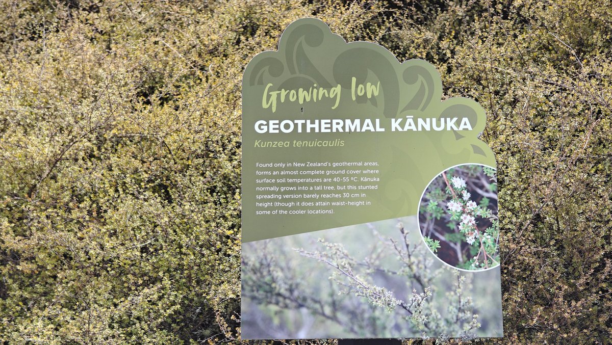 Low-growing geothermal kānuka sign