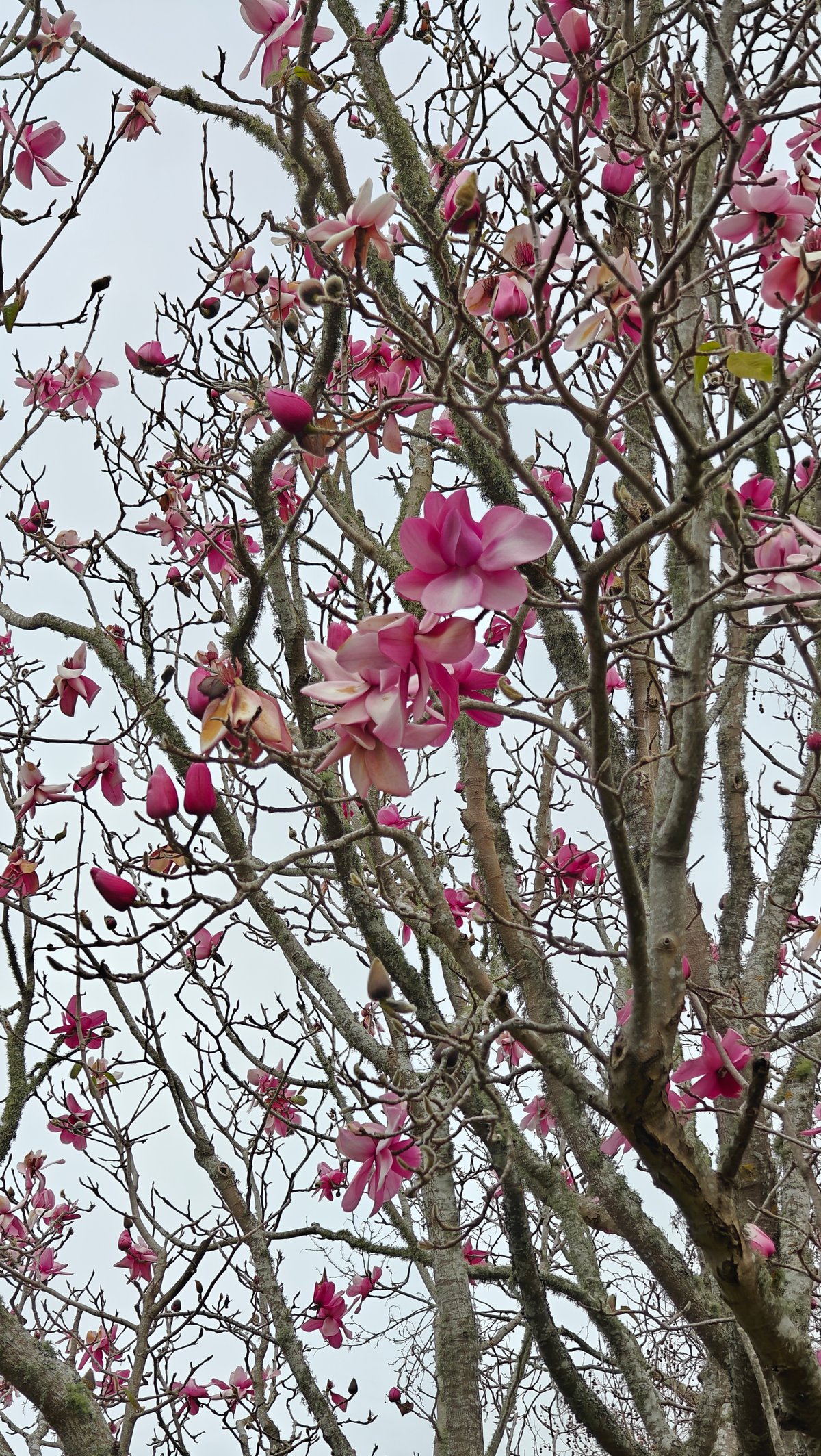Magnolia blooms against the sky