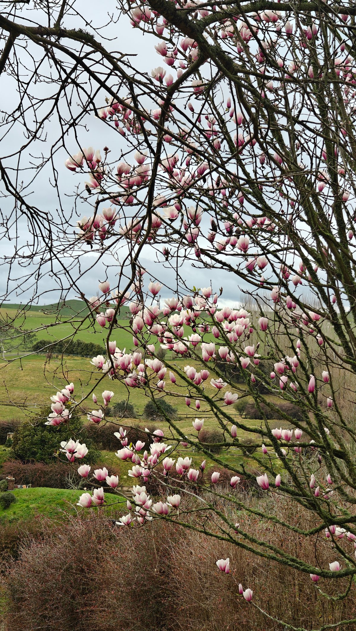 Magnolia blossom opening on bare branches against a