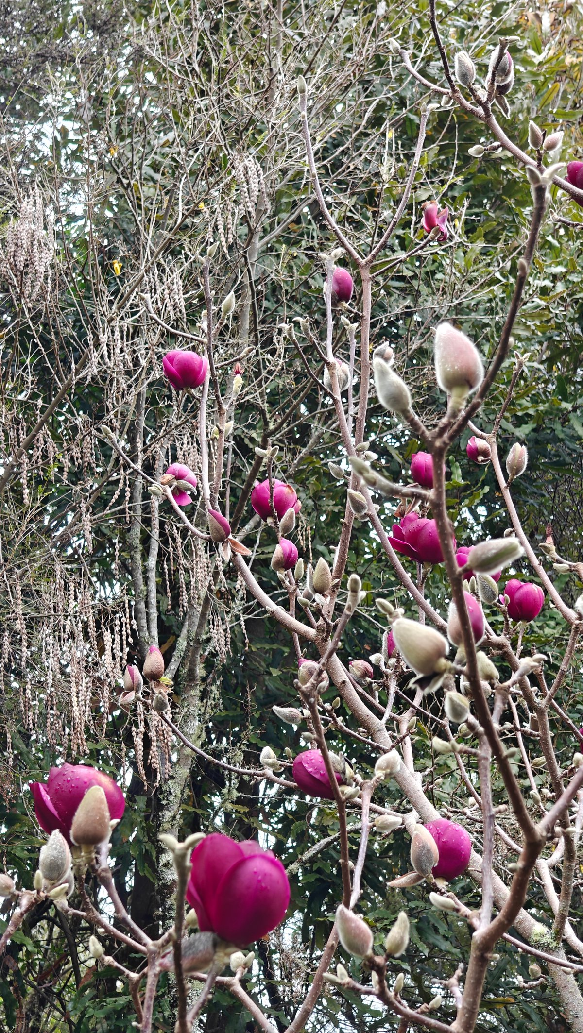 Magnolia buds opening pink and white along the