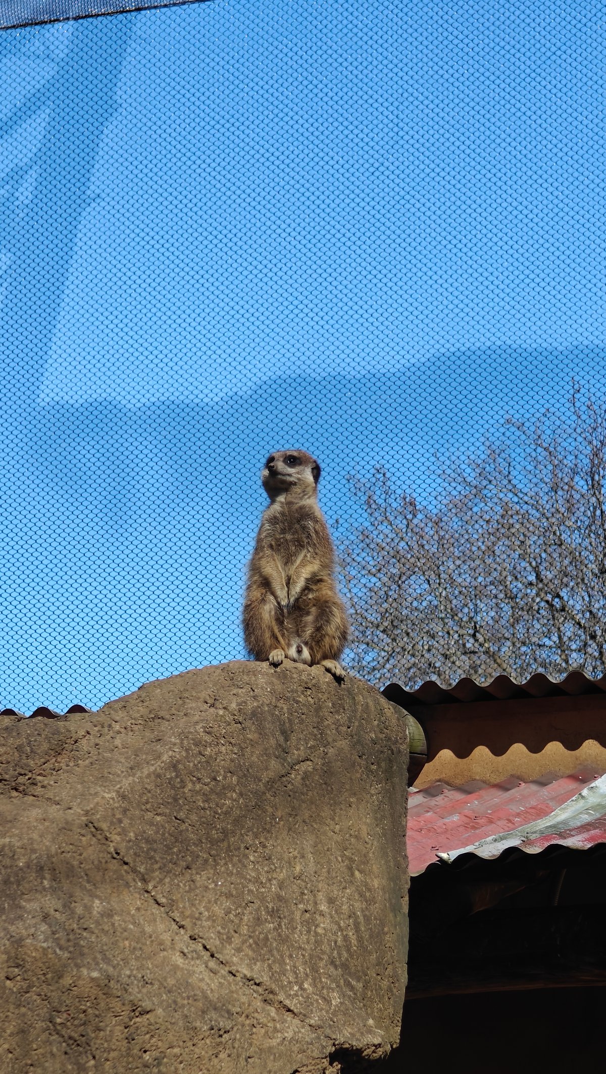 Meerkat standing sentinel on a rock