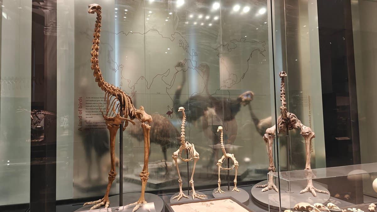 Moa skeletons mounted in a tall case
