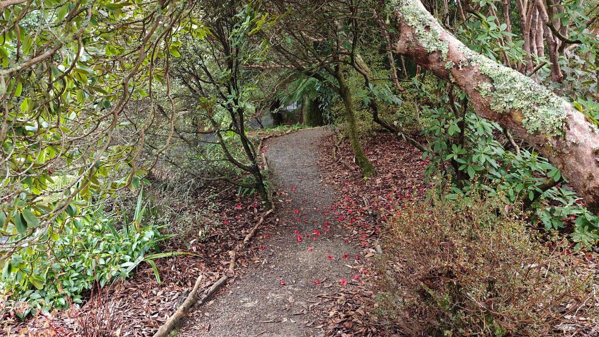 Mossy trunk arching over the track