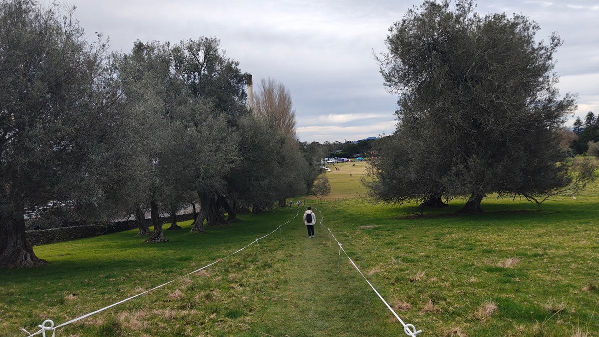 Mown avenue through olive trees