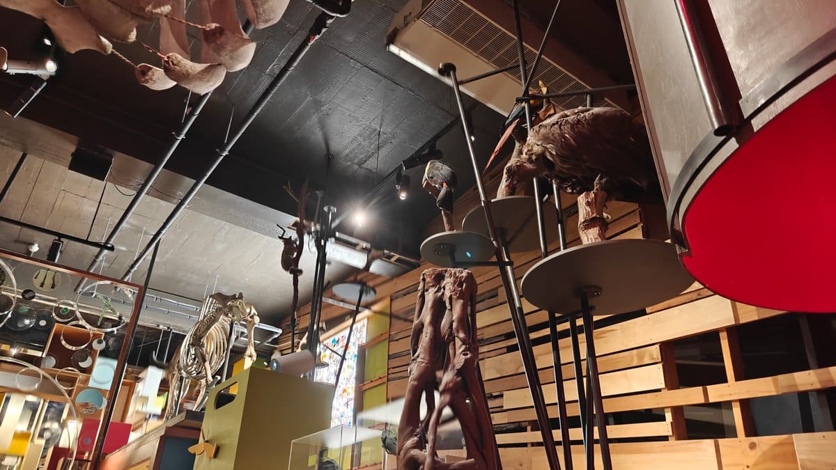 Natural history gallery seen from above
