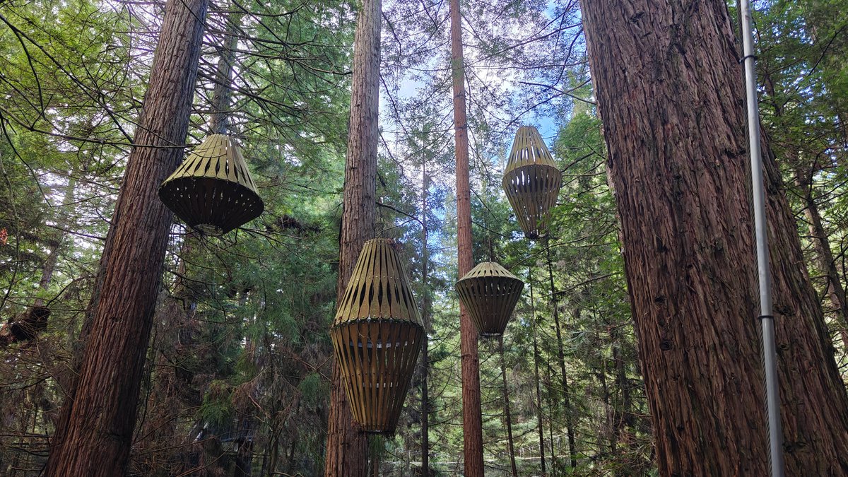 Nightlights lanterns in the canopy