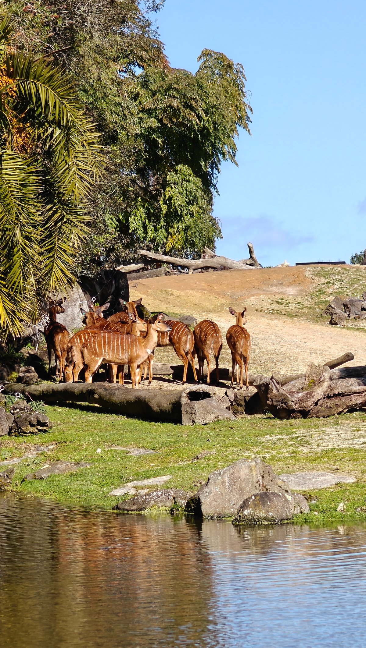 Nyala beside the water with palms behind them.