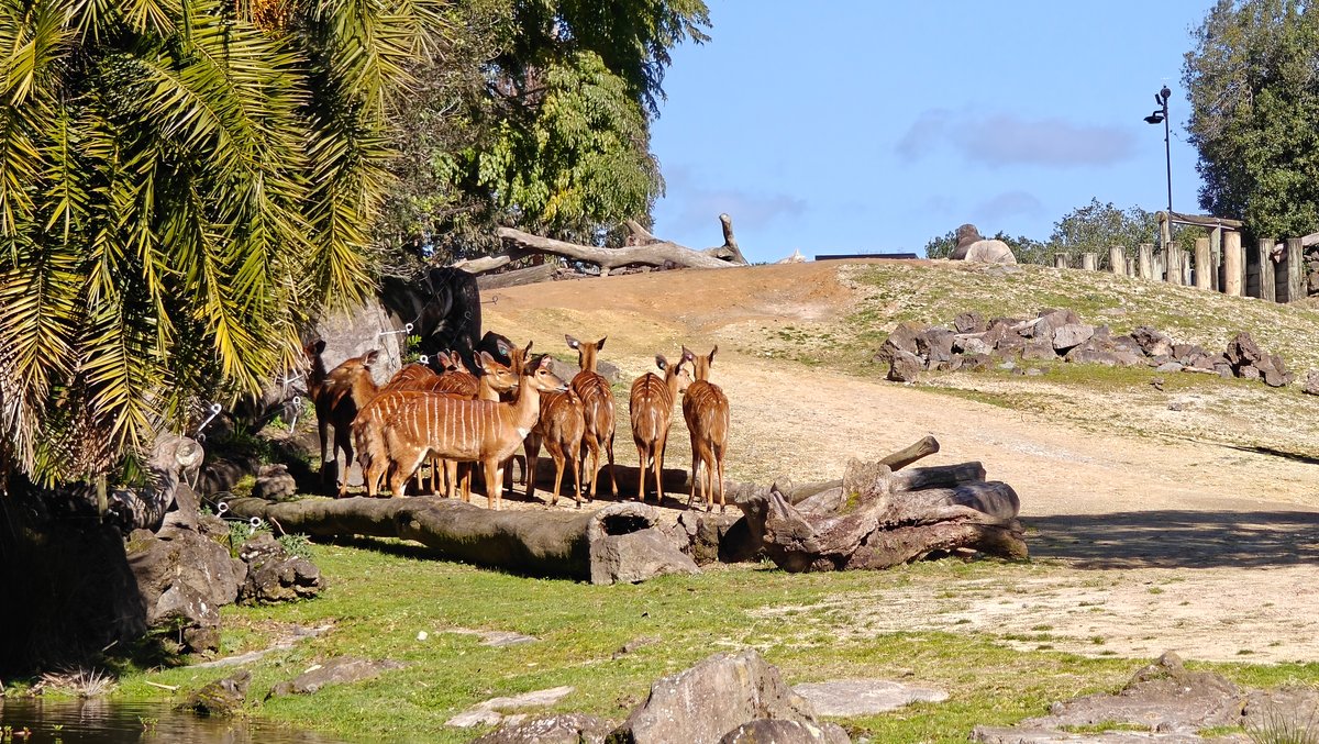 Nyala grazing across the savannah enclosure.