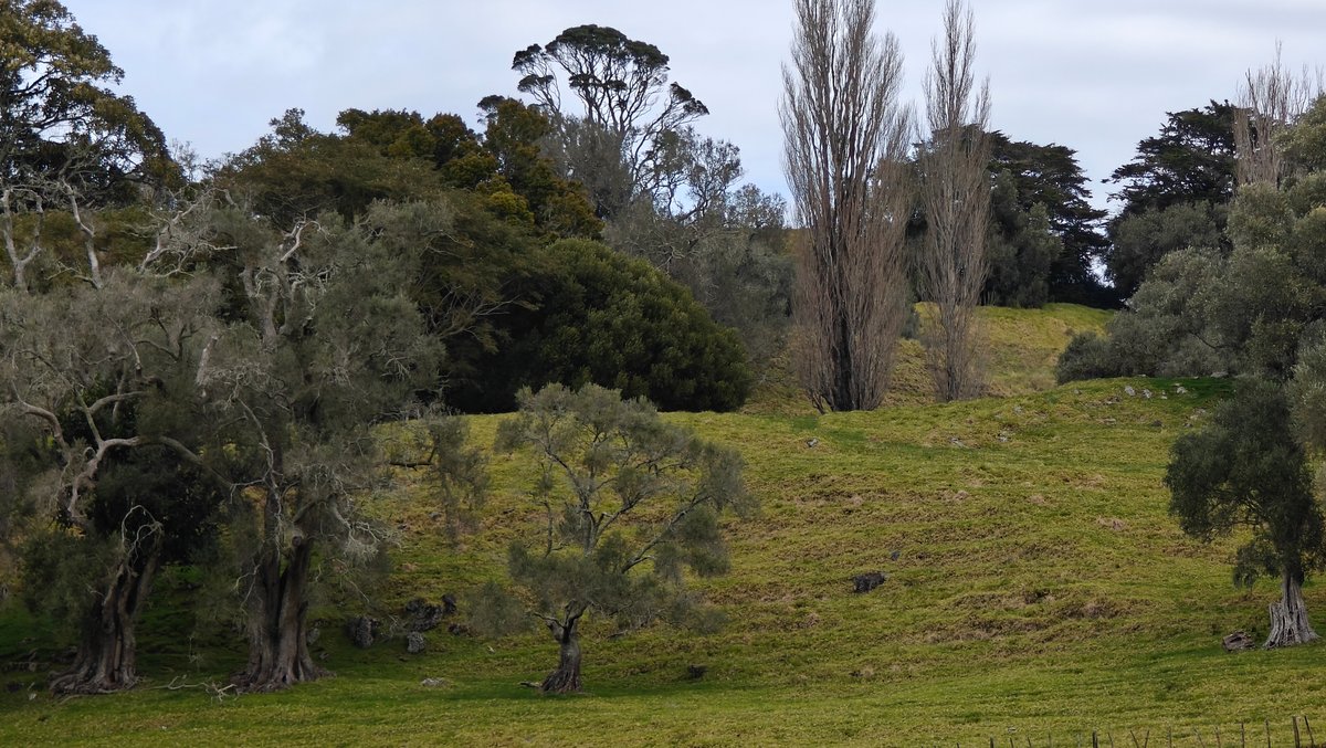 Olive trees on a parkland mound