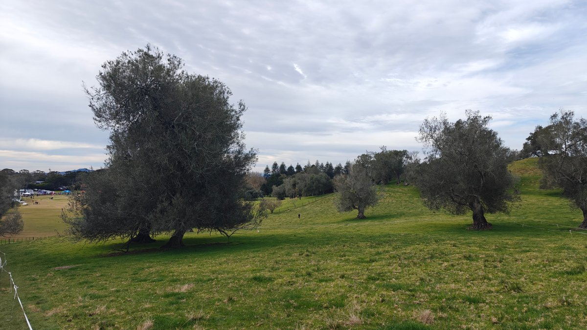 Olive trees on open paddock