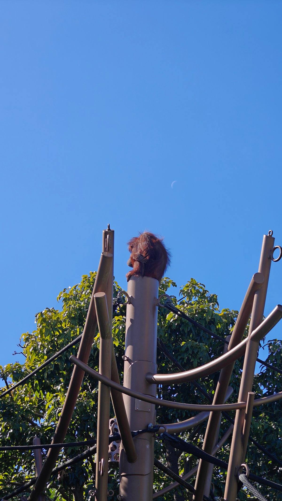 Orangutan high against blue sky