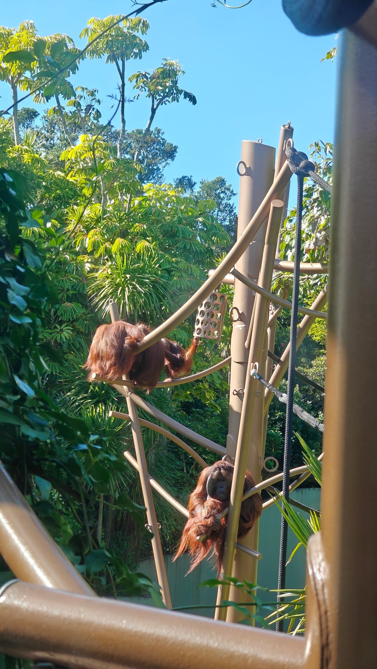 Orangutans on the climbing frame