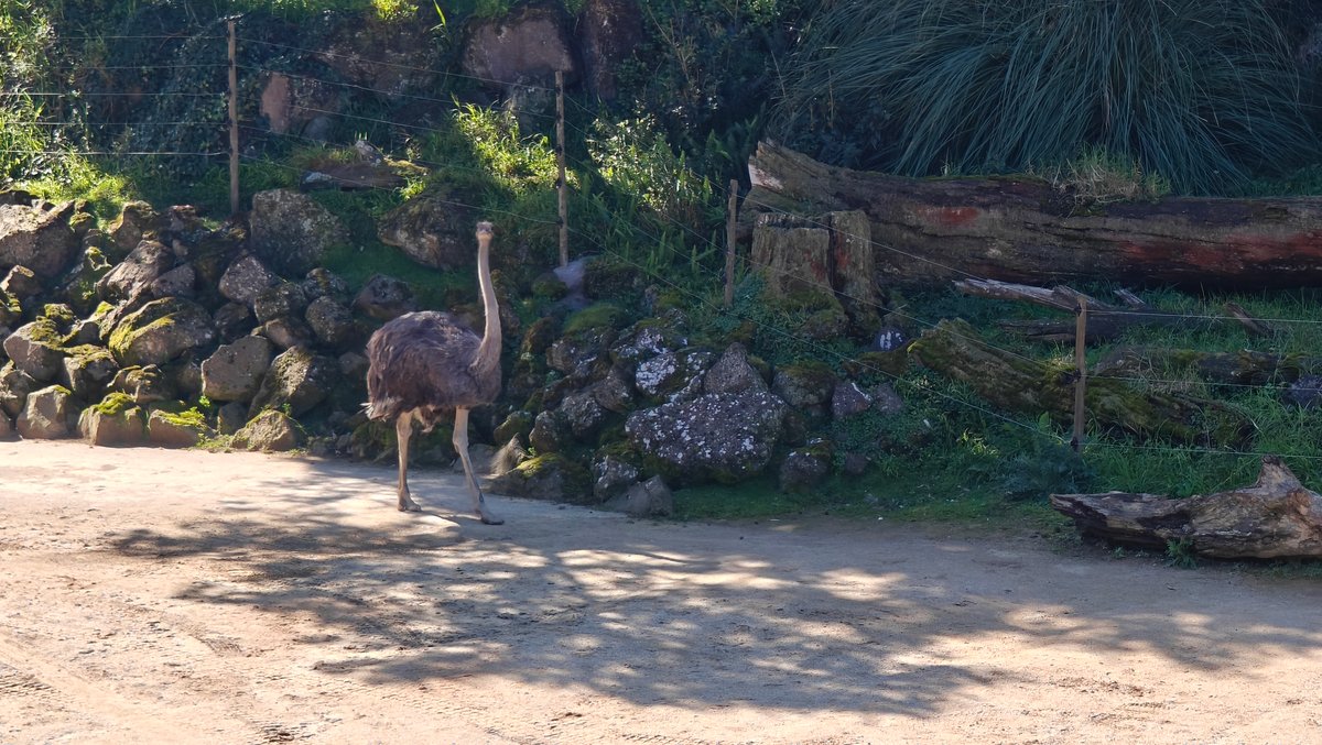 Ostrich walking among the rocks