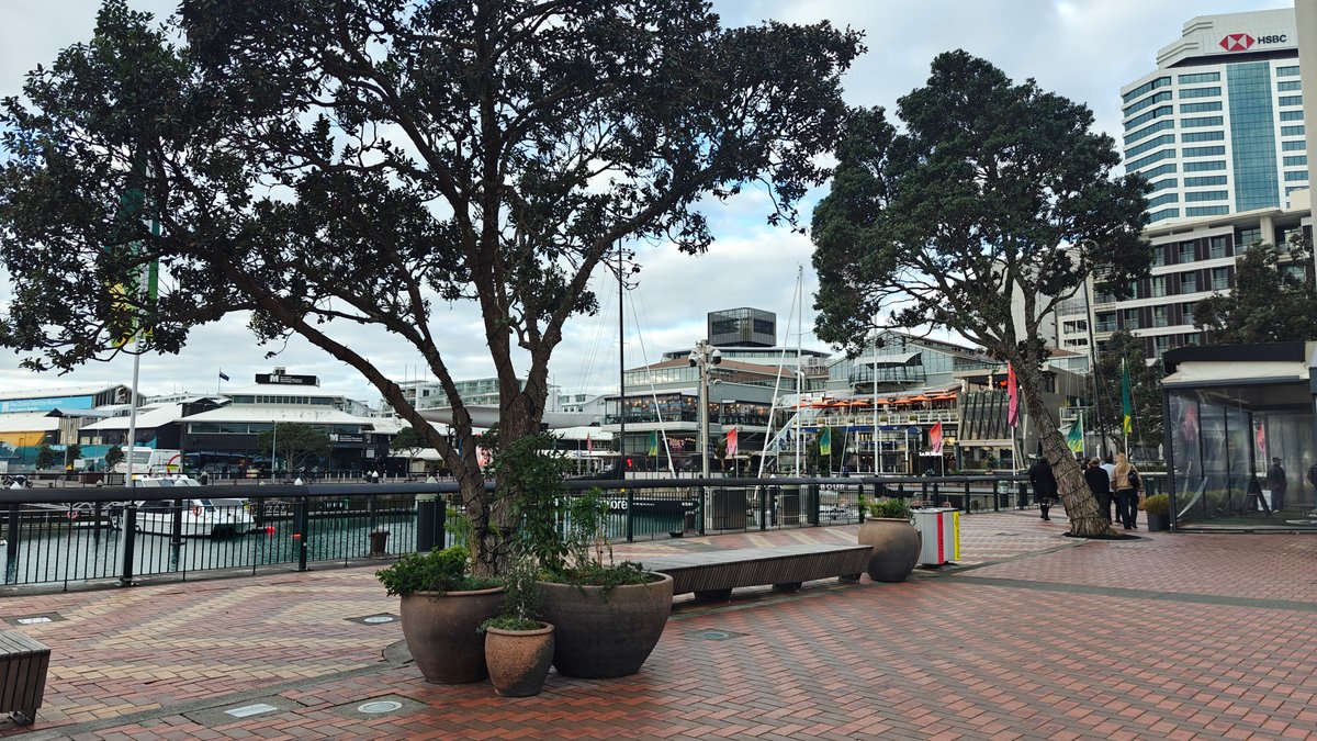 Pōhutukawa on the marina promenade