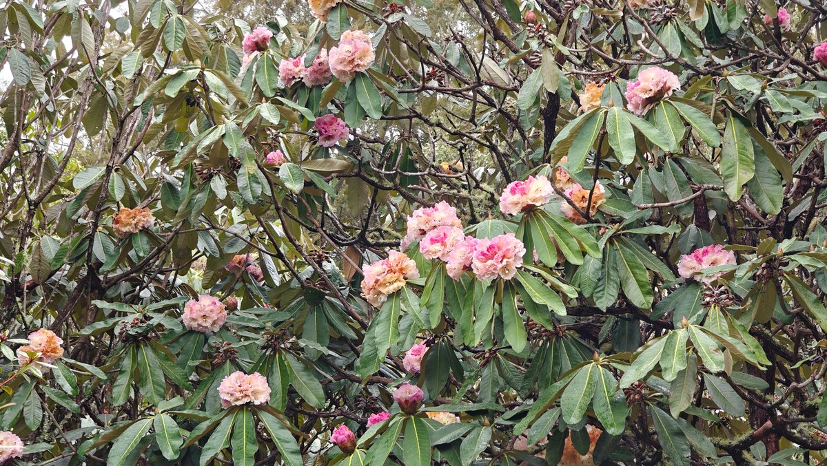 Pale pink camellias massed across the bush.