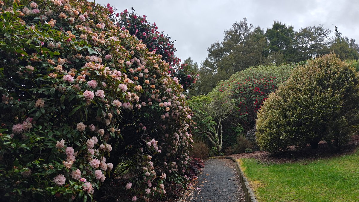 Pale pink rhododendrons along the drive