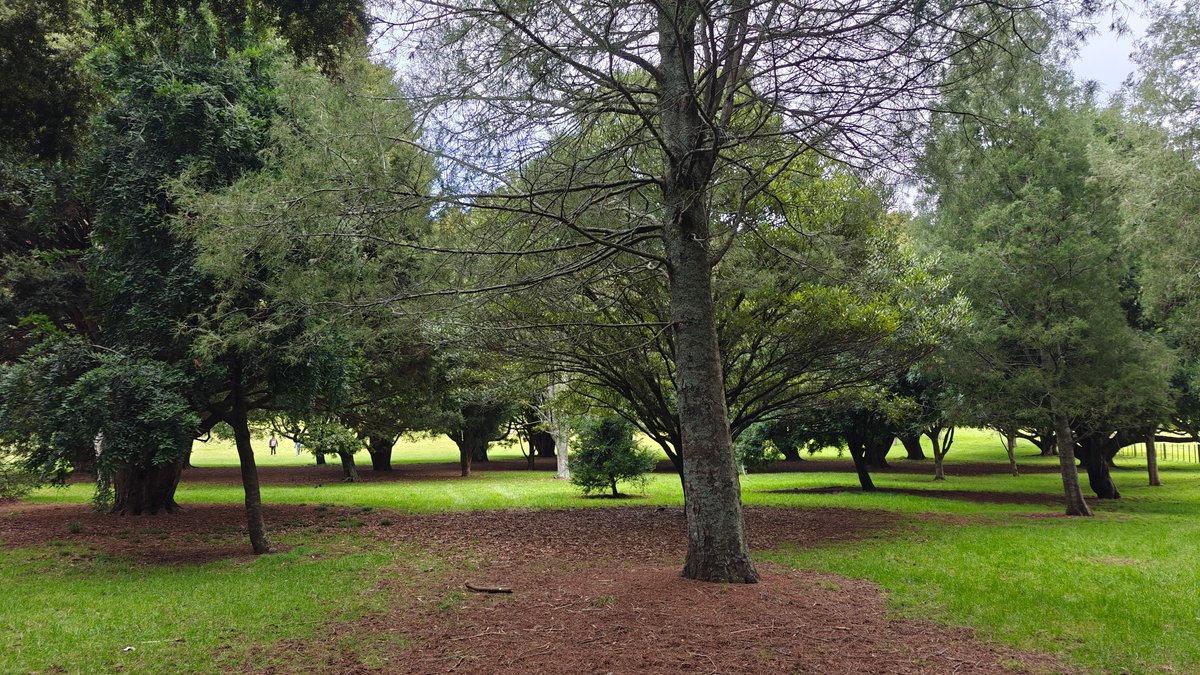 Parkland with a large tree standing out on