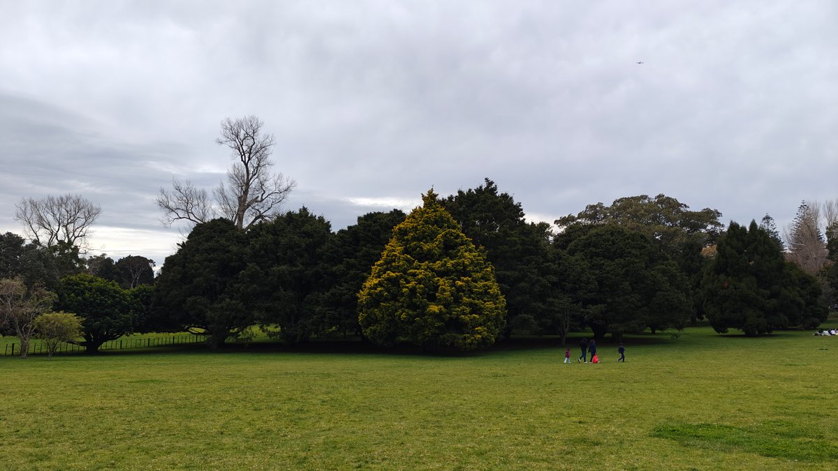 Parkland with a wide lawn and a line