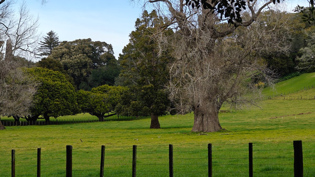 Parkland with mature trees and the fence running