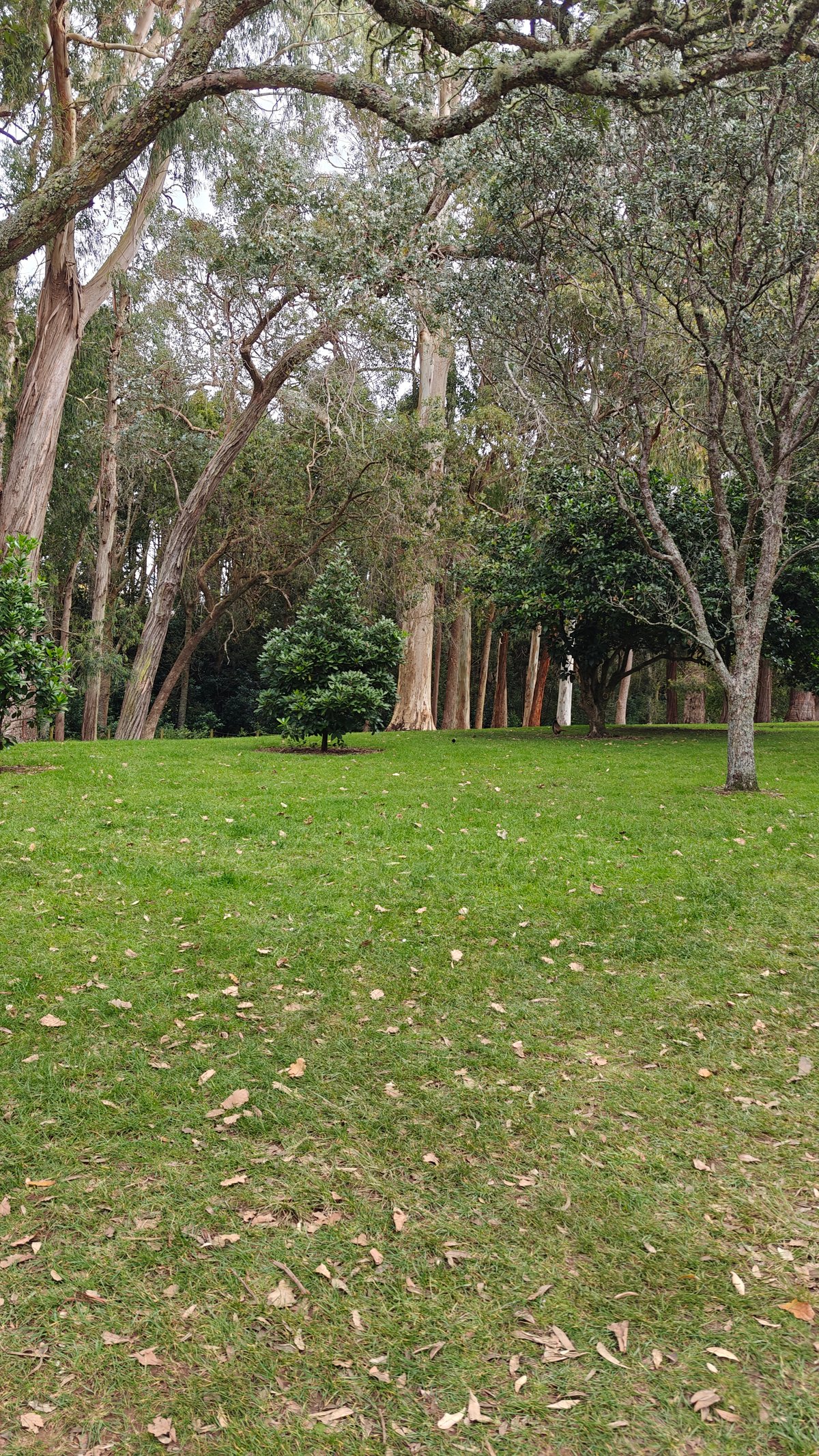 Parkland with trees and open lawn under a