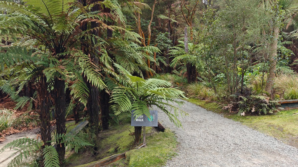 Path through tall tree ferns