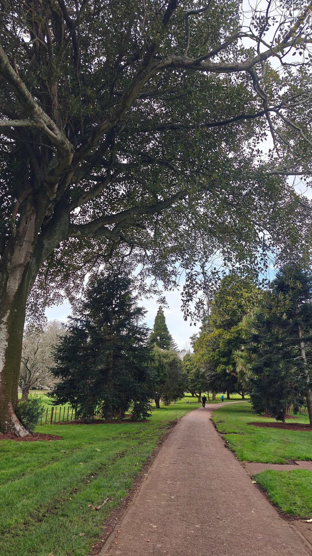 Path under a spreading canopy