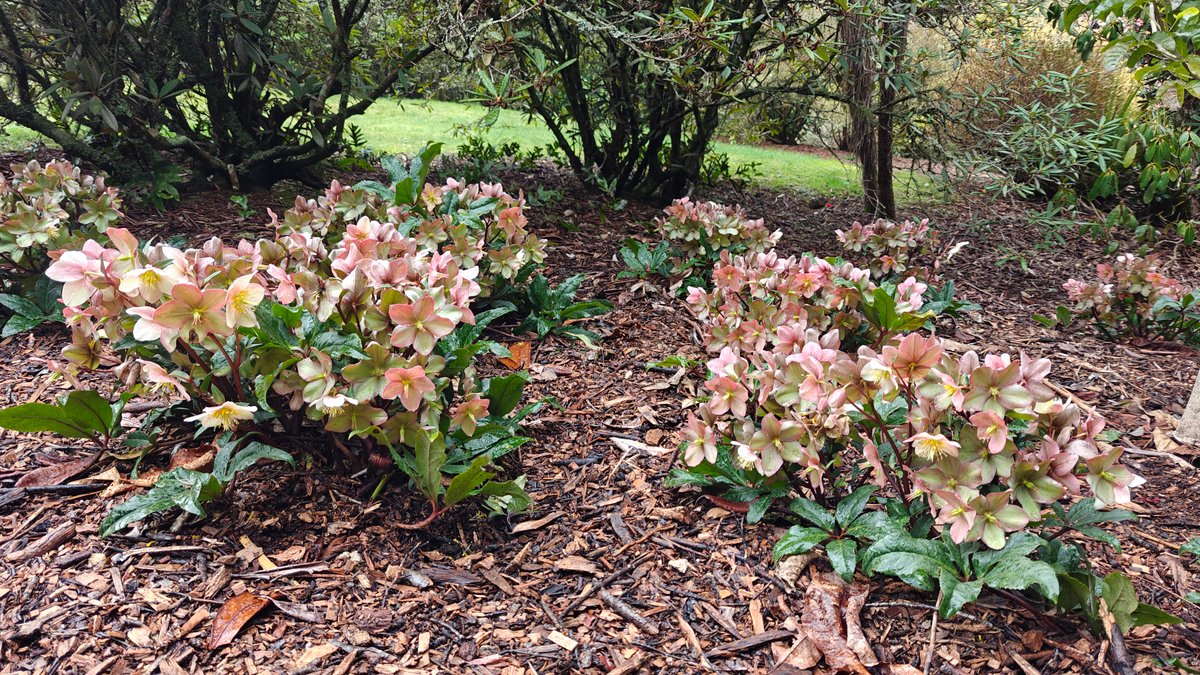 Peach rhododendrons in a mulched bed