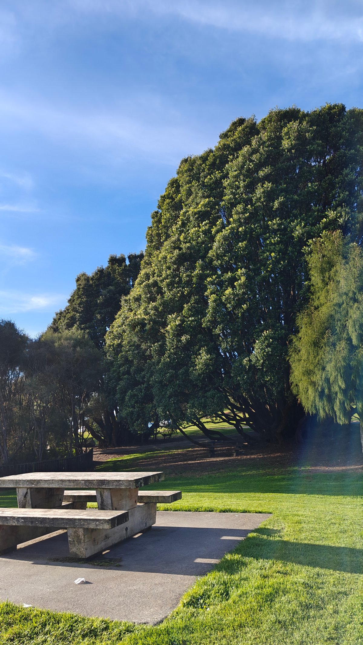 Picnic table under spreading tree