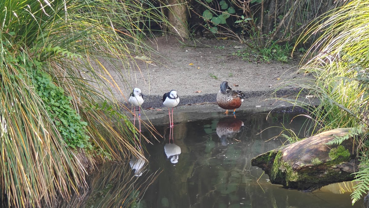 Pied stilts beside the pond