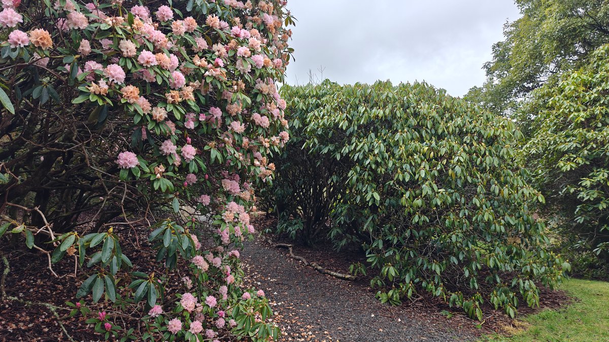 Pink blooms crowding the garden path