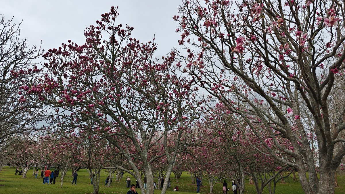 Pink magnolia and park visitors