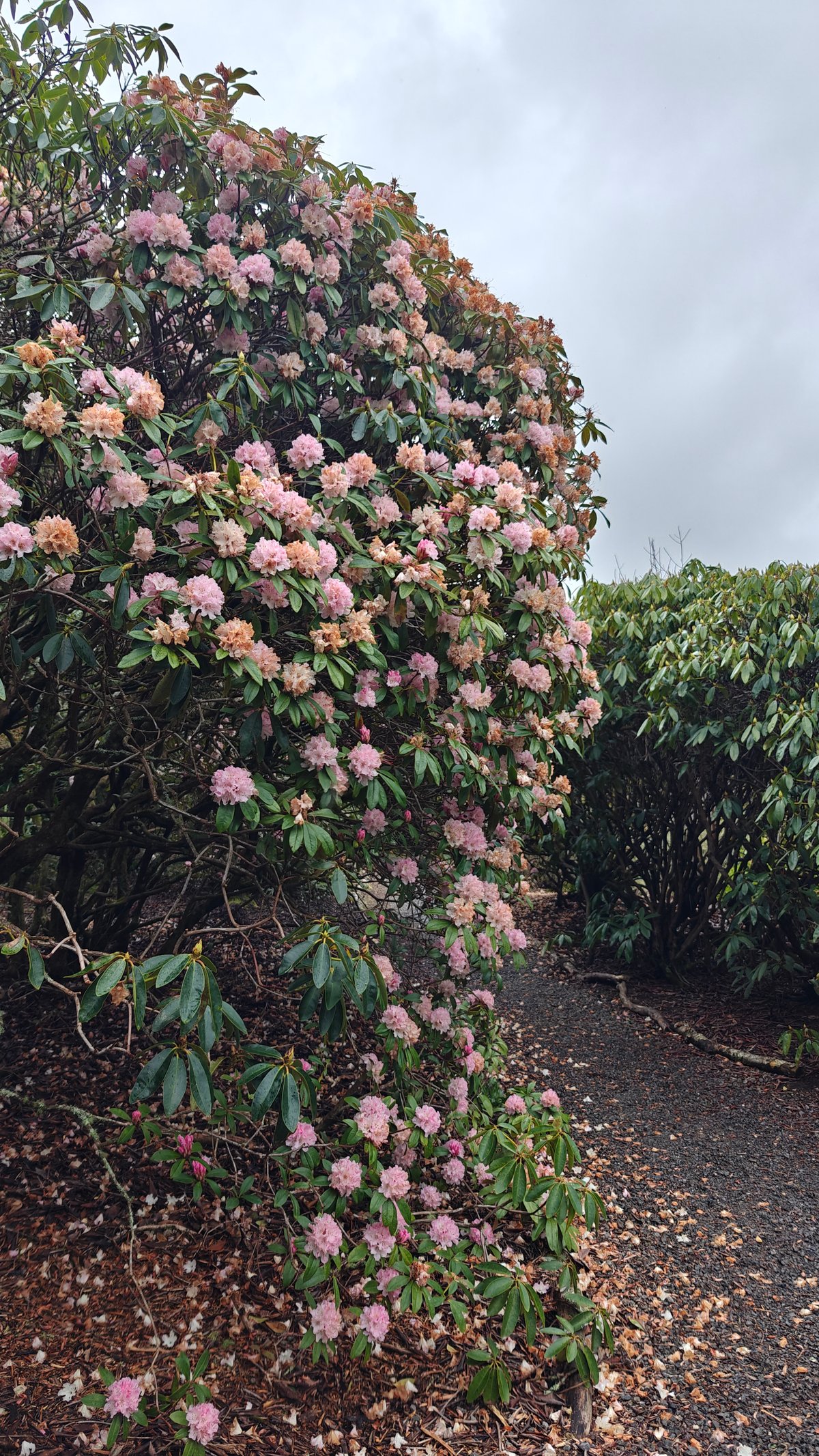Pink rhododendron leaning over the path