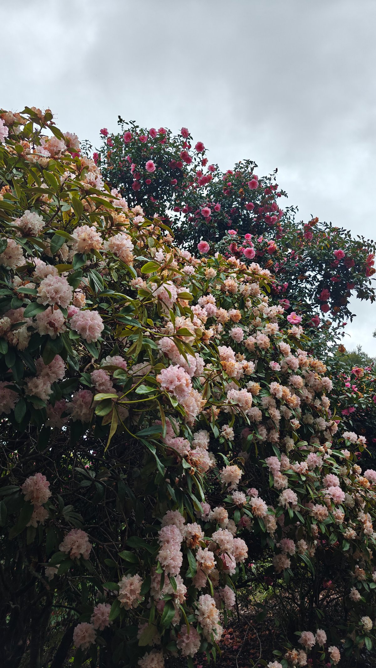 Pink rhododendron trusses against the sky