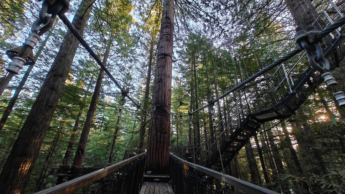 Platform circling a massive trunk