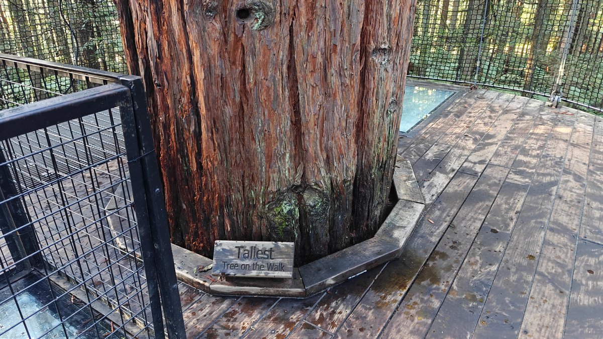 Platform wrapped around a trunk