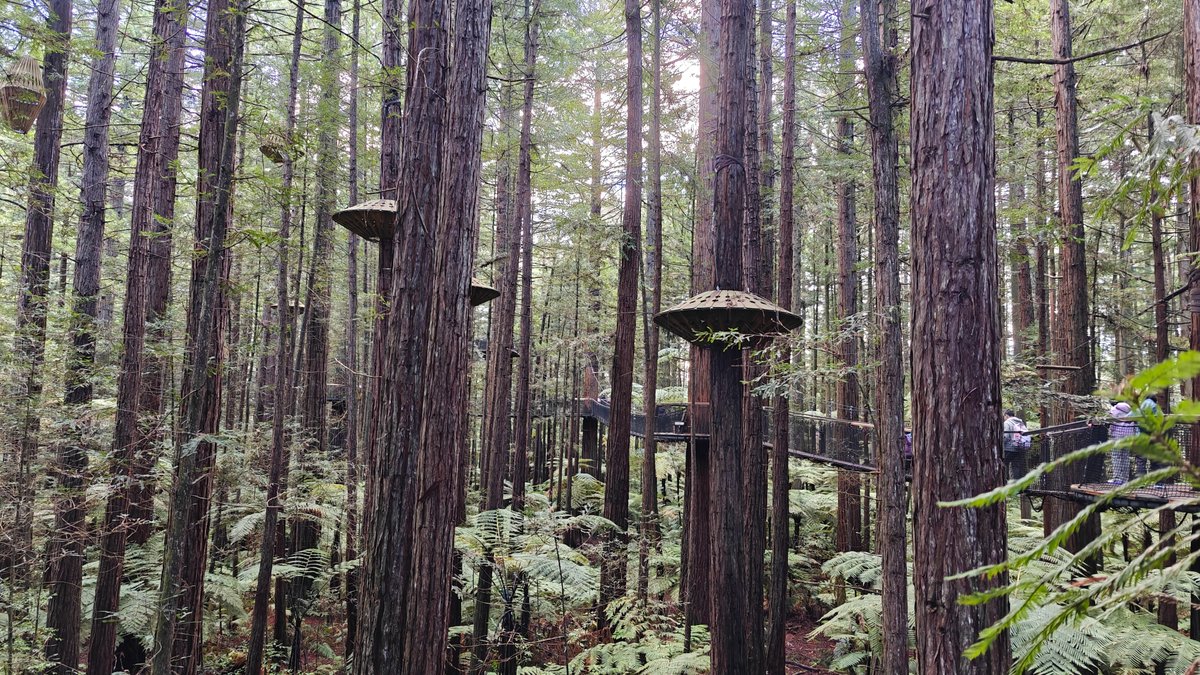 Platforms threaded through the canopy