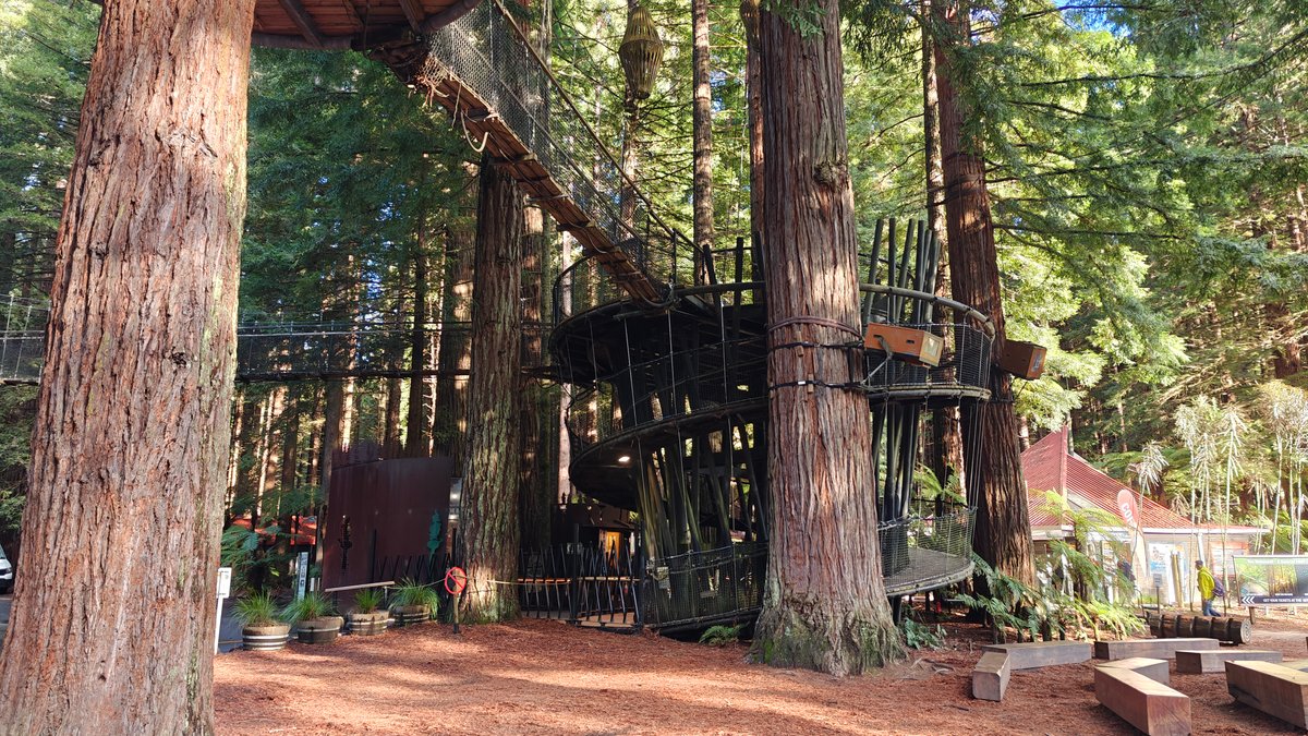 Platforms wrapping around redwood trunks