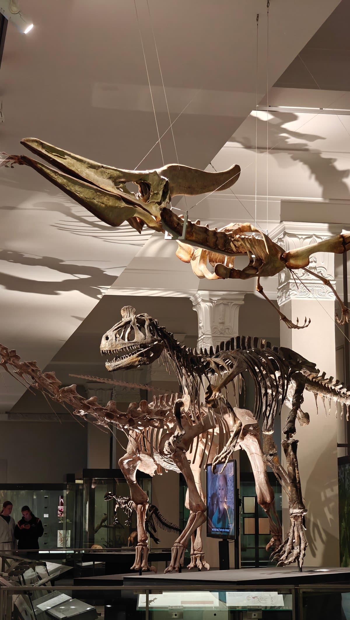 Pterosaur and theropod skeletons overhead