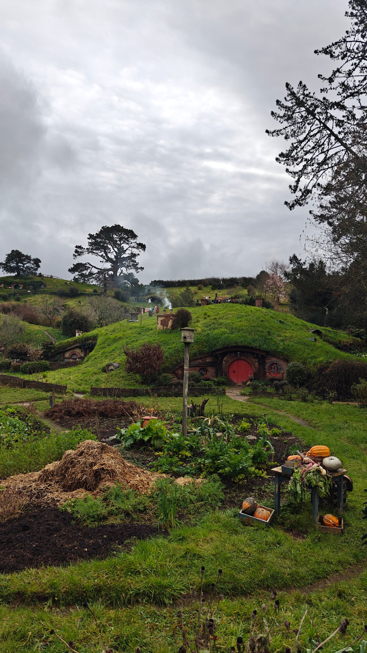 Pumpkins ripening below a hobbit hole