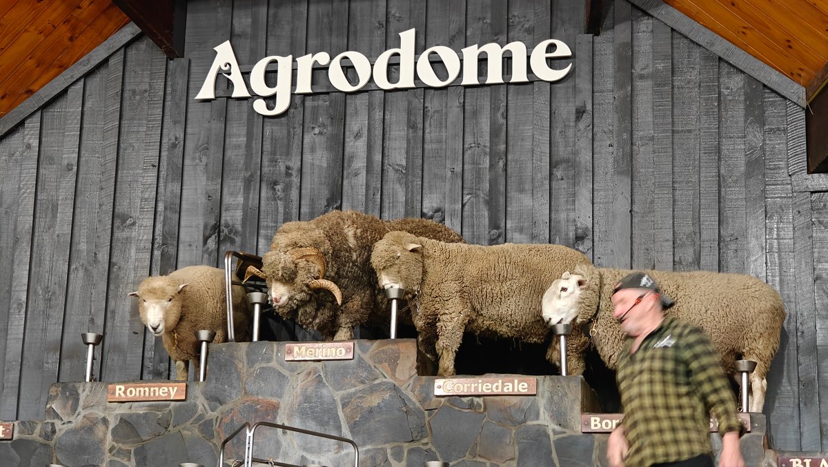 Rams ranked on the show stage