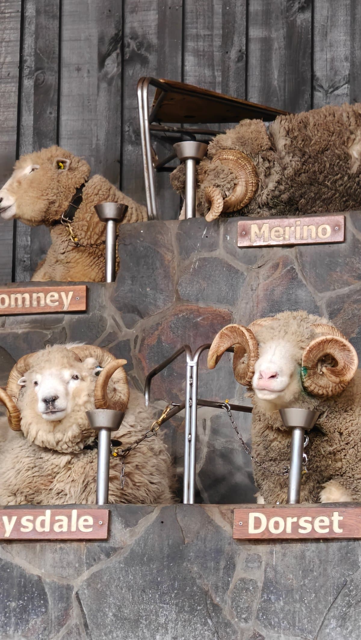 Rams with the Merino, Romney, Drysdale and Dorset