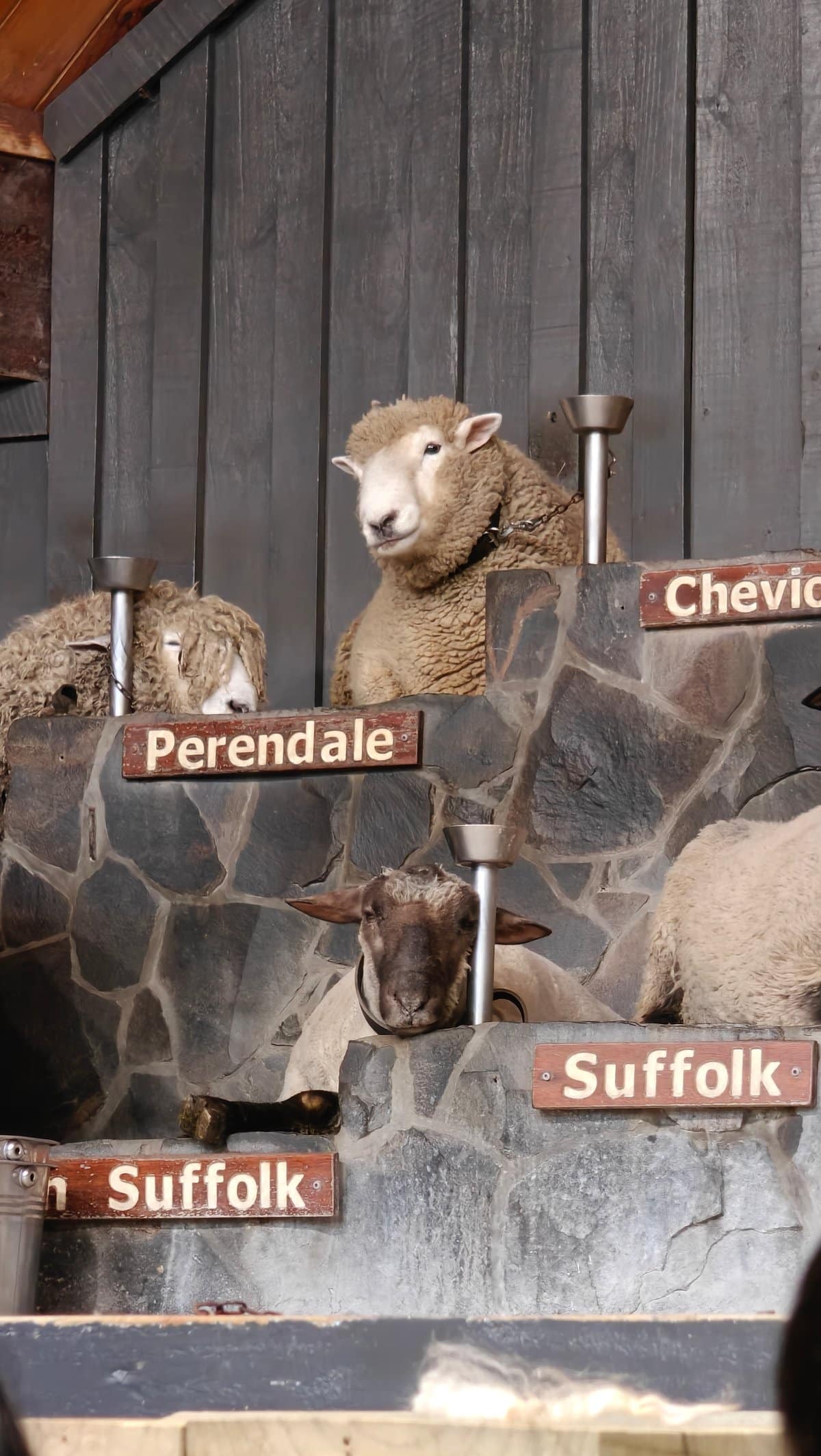 Rams with the Perendale, Cheviot and Suffolk plates