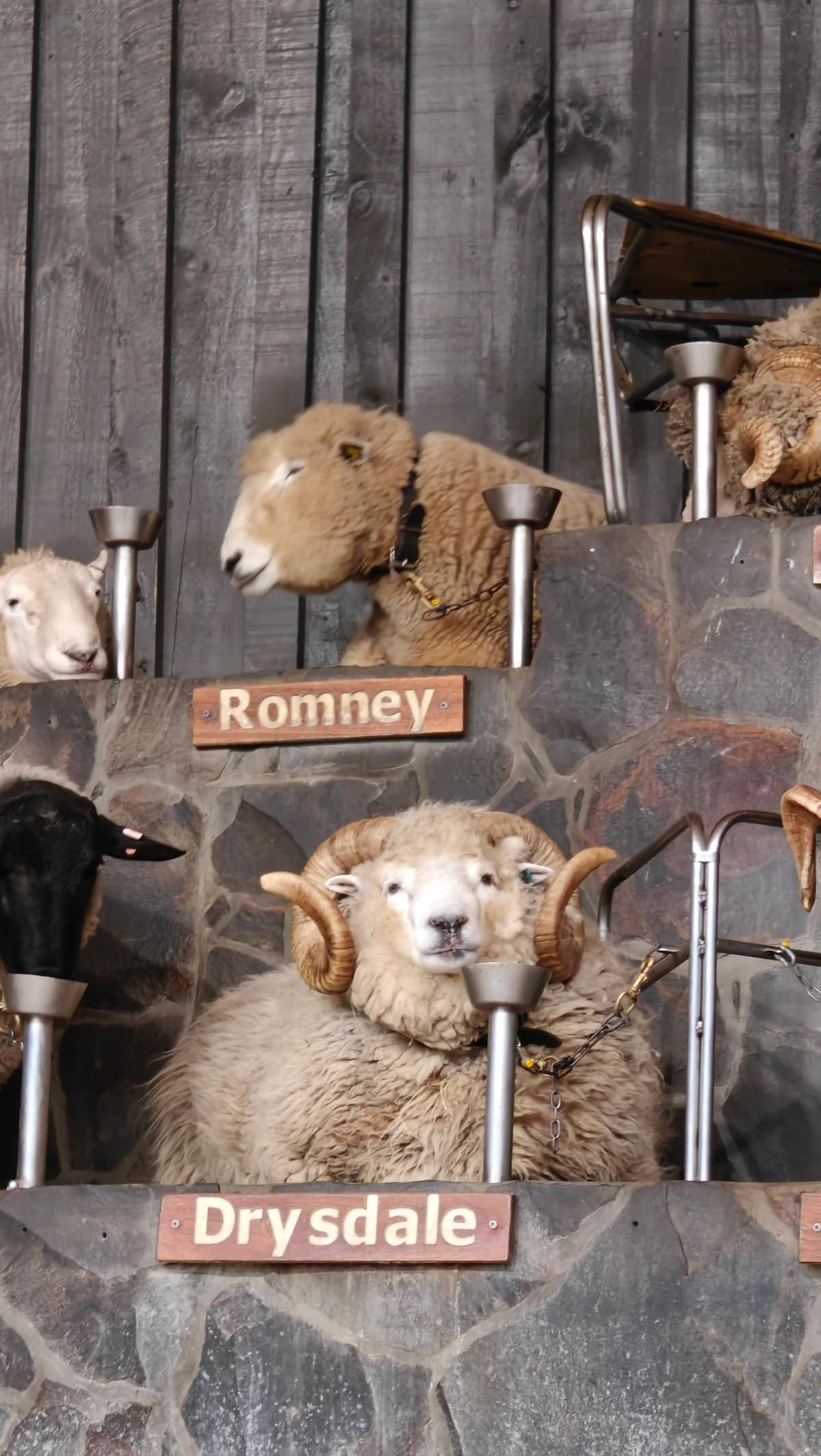 Rams with the Romney and Drysdale plates below