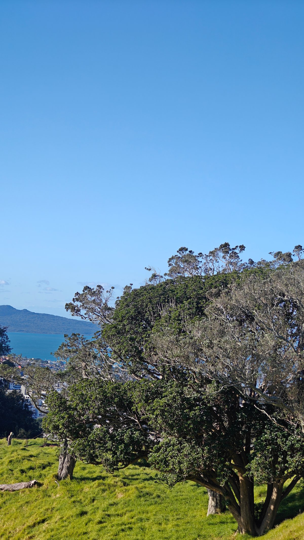 Rangitoto framed by windswept tree